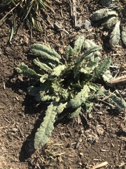 Helminthotheca echioides
