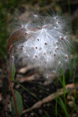 Asclepias jaliscana