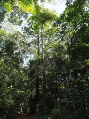 Sphaeropteris intermedia