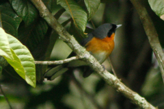 Symposiachrus trivirgatus melanorrhous