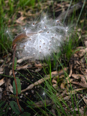 Asclepias jaliscana