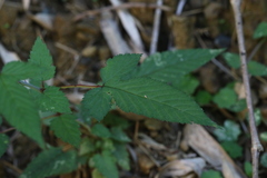 Rubus trianthus