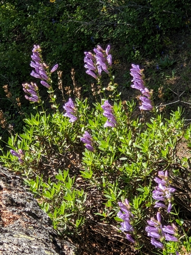 Penstemon fruticosus