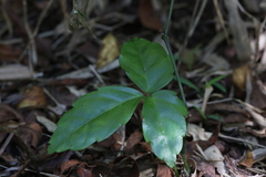 Tetrastigma hemsleyanum