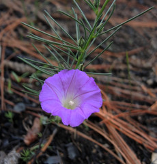 Ipomoea capillacea