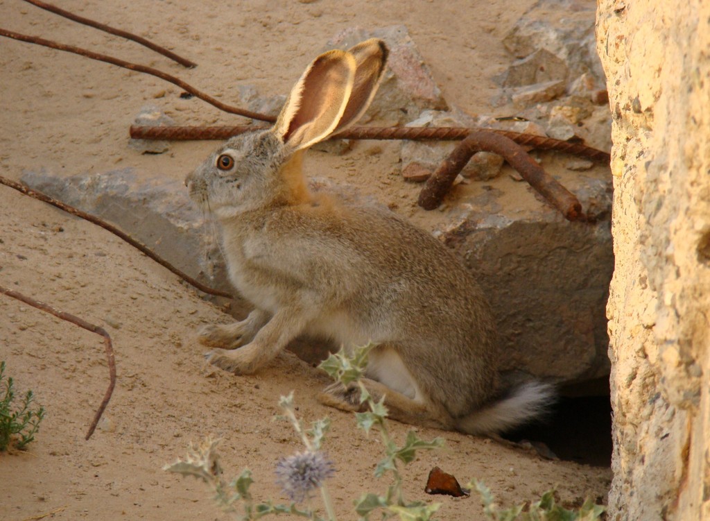 Tolai Hare