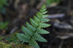 Diplazium laxifrons