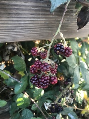 Rubus armeniacus