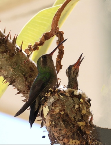 Broad-billed Hummingbird, Calle Véneto, Mazatlán, SIN, MX, photo 9 of 10