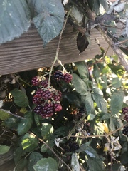 Rubus armeniacus