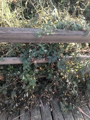 Rubus armeniacus