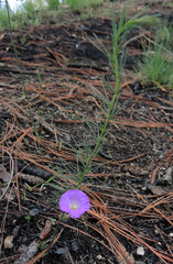 Ipomoea capillacea