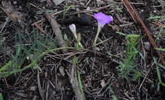Ipomoea capillacea