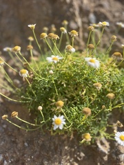 Argyranthemum frutescens image