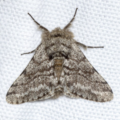 Lycia ursaria