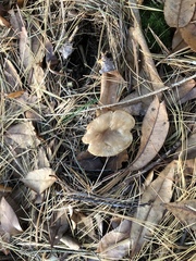 Clitocybe gibba image