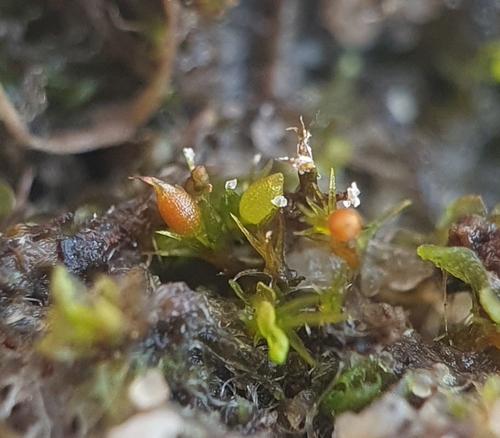 Image of Pseudephemerum nitidum by no rights reserved
