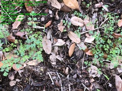Tauschia texana