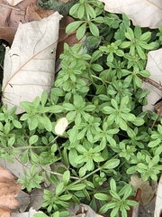 Galium aparine