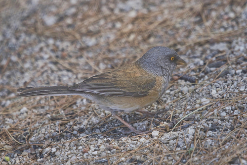Baird's Junco (Junco bairdi), photo 9
