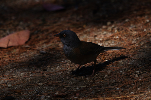 Baird's Junco (Junco bairdi), photo 6