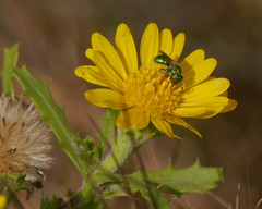 Rayjacksonia phyllocephala