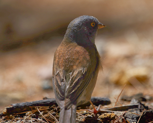 Baird's Junco (Junco bairdi), photo 5