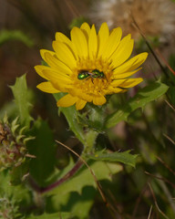 Rayjacksonia phyllocephala