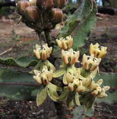 Asclepias jaliscana