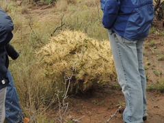 Cylindropuntia davisii