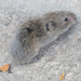 Prairie Vole - Photo (c) Steven Mlodinow, some rights reserved (CC BY-NC), uploaded by Steven Mlodinow