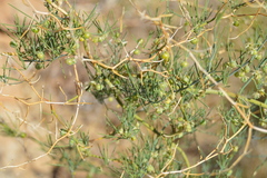 Asparagus pearsonii image