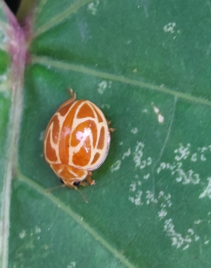 Neocalvia fulgurata
