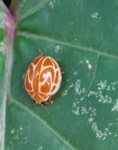 Neocalvia fulgurata