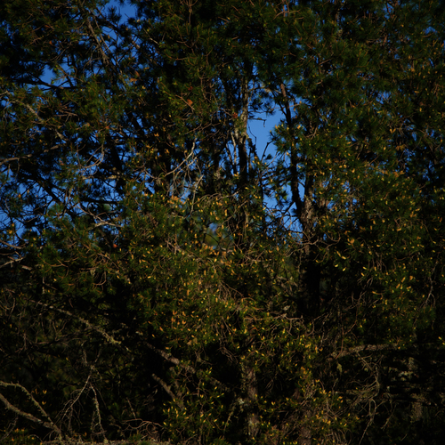Image of Pinus lagunae by (c) Bill Levine, some rights reserved (CC BY)