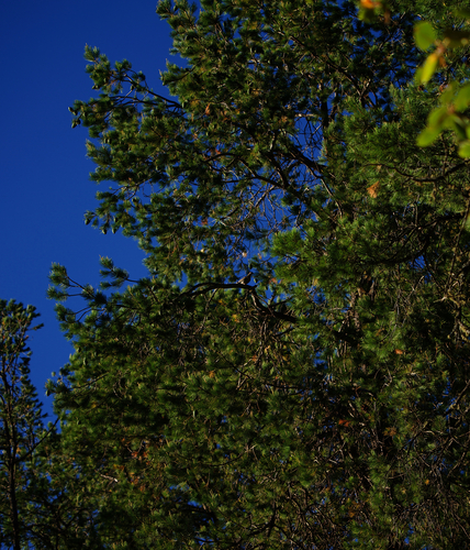 Image of Pinus lagunae by (c) Bill Levine, some rights reserved (CC BY)