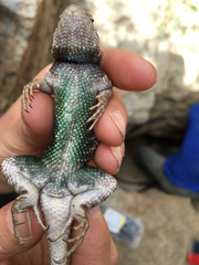 Sceloporus hunsakeri
