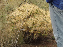 Cylindropuntia davisii
