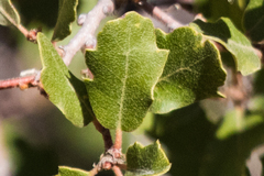 Quercus × acutidens