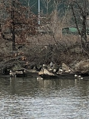 Branta canadensis