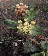 Asclepias jaliscana