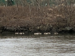 Branta canadensis
