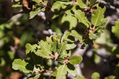 Quercus × acutidens