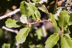 Quercus × acutidens