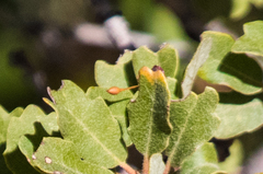 Quercus × acutidens
