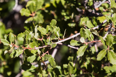 Quercus × acutidens