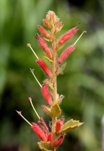 Helicteres sacarolha