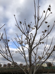 Ailanthus altissima