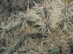 Cylindropuntia davisii