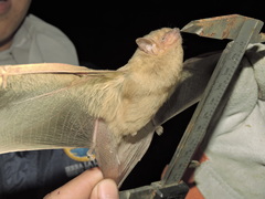 Lasiurus xanthinus